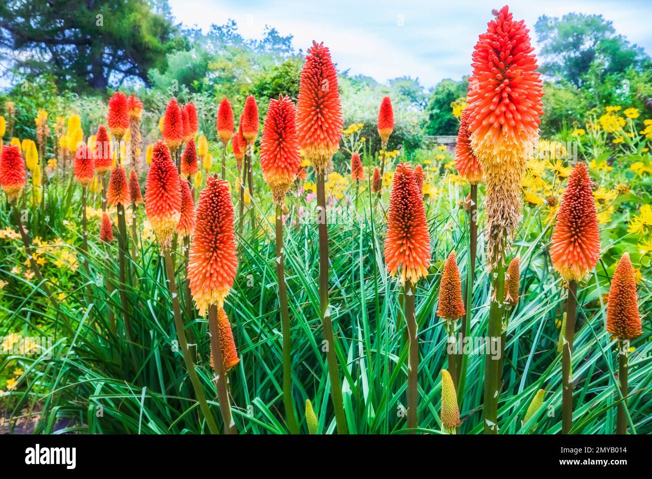 Christchurch city public nature park with endemic arrow shaped flowers