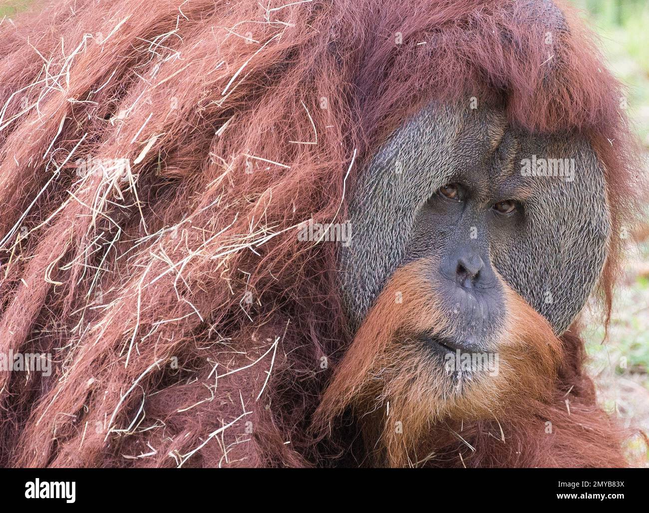 A Sumatran Orangutan Named Mango Looks Out From His Habitat At Zoo A Sumatran Orangutan Named Mango Looks Out From His Habitat At Zoo
