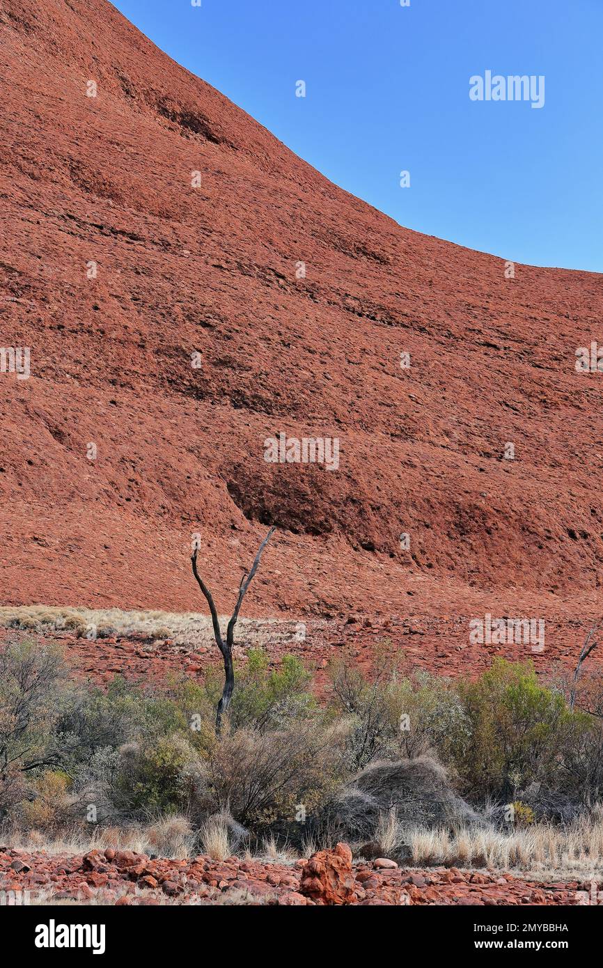 467 Dry red gum tree and green mulga shrubs at the foot of the Walpa Gorge south mound-Kata Tjuta. NT-Australia. Stock Photo