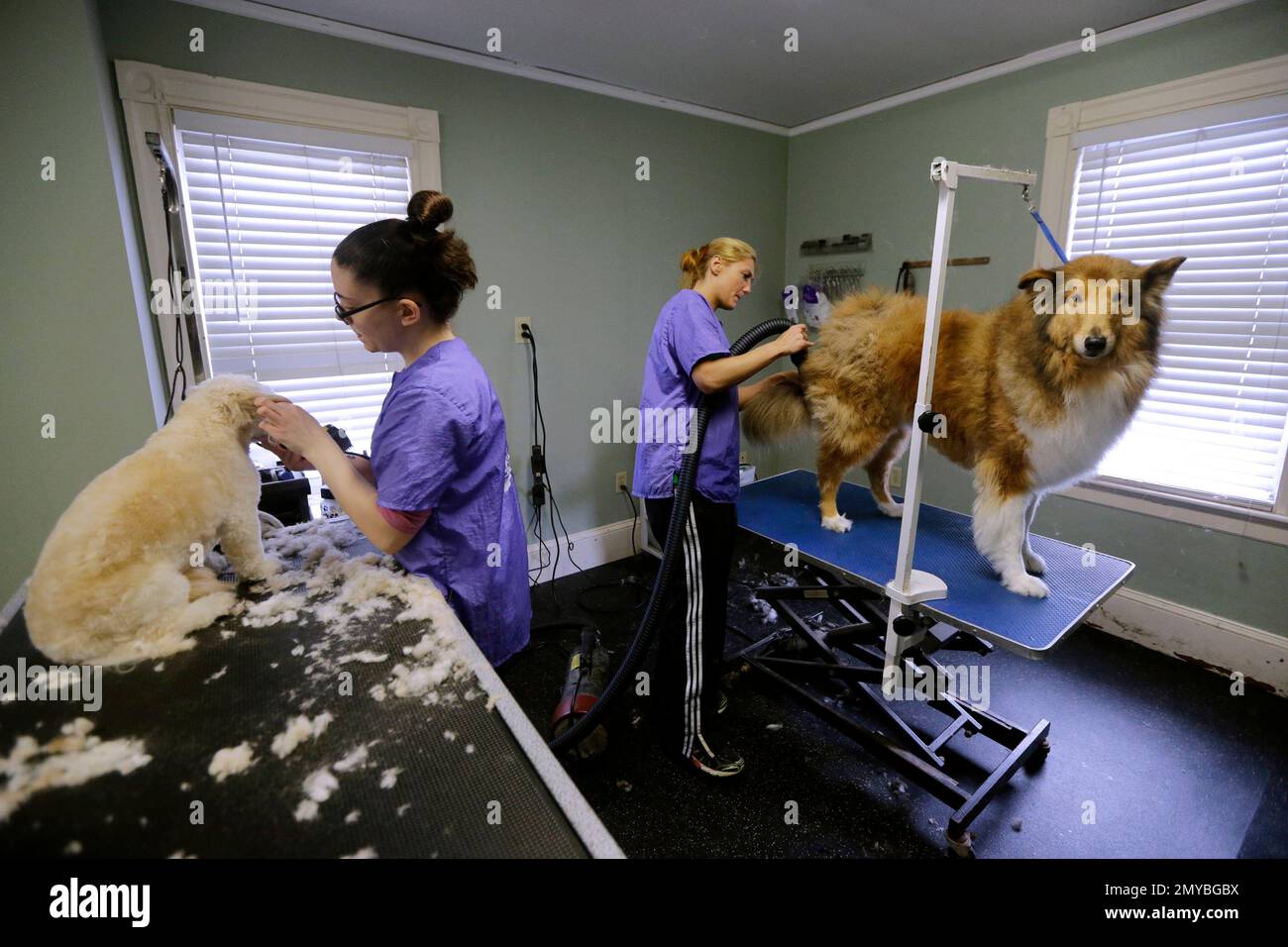 In this Wednesday, March 23, 2016, photo, dog groomers Brittany 