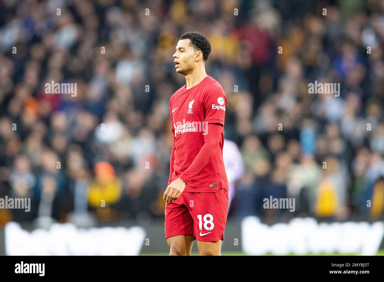 Cody Gakpo of Liverpool during the Premier League match between Wolverhampton Wanderers and Liverpool at Molineux, Wolverhampton on Saturday 4th February 2023. (Photo: Gustavo Pantano | MI News) Credit: MI News & Sport /Alamy Live News Stock Photo