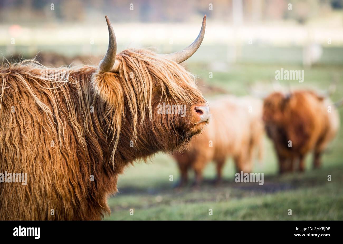 A portrait of a brown Highland Cow on a farm Stock Photo - Alamy