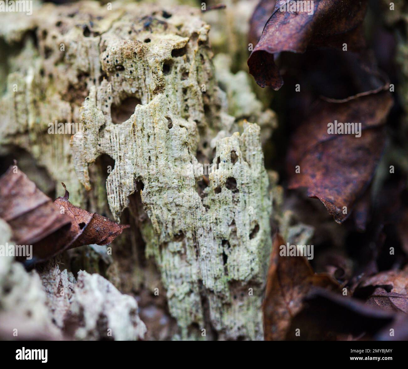 Science and Nature -  Decomposing Wood and leaf litter in forest and woodland Stock Photo
