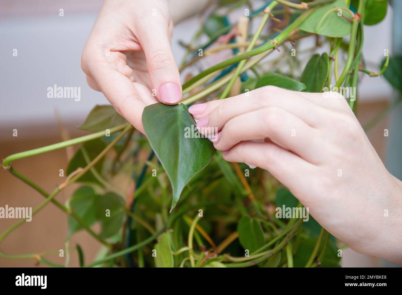 Woman wipes the dust from the green leaves of creeper. Care of indoor