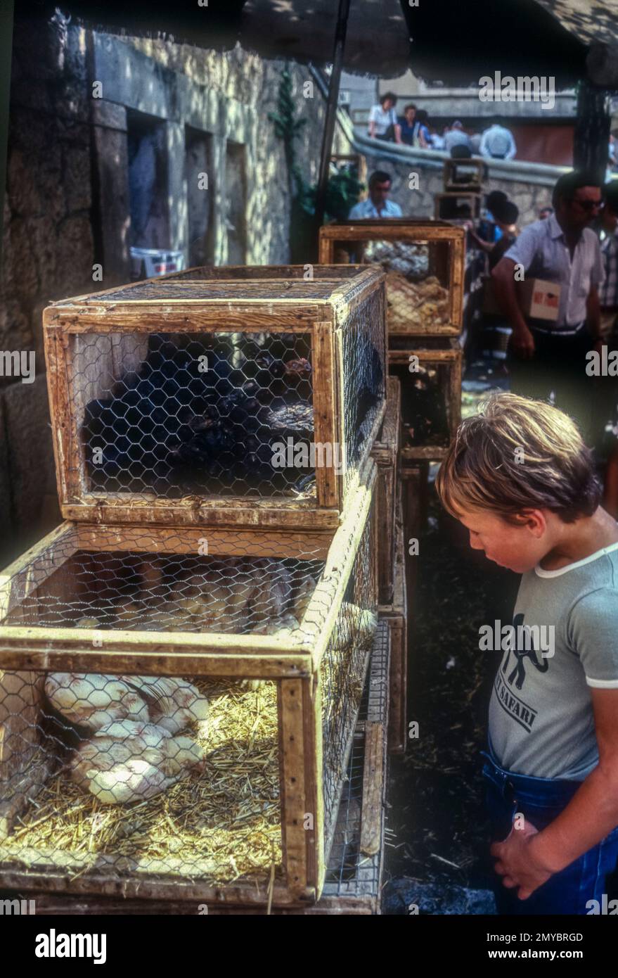1981 archive image of young boy looking at live poultry for sale on Felanitx market, Majorca, Spain. Stock Photo