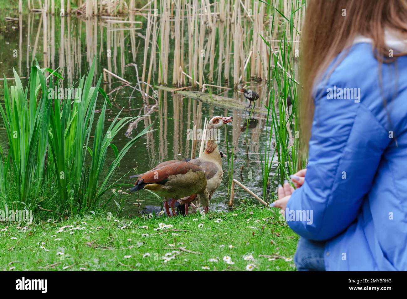 Girl sitting on her knees feeding birds from the palms in the park. Egyptian geese. Ecosystem of