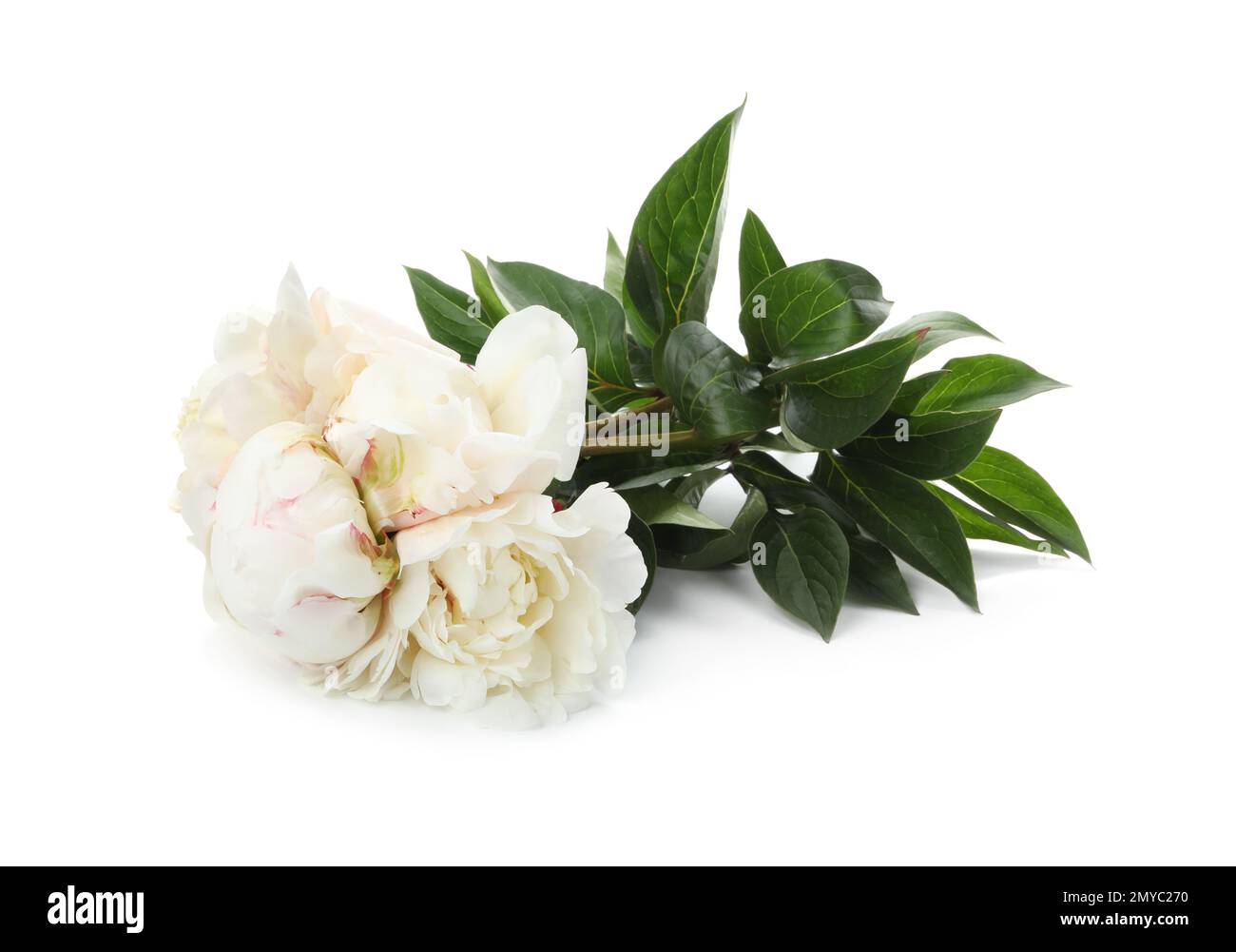 Bouquet of beautiful peonies on white background Stock Photo - Alamy