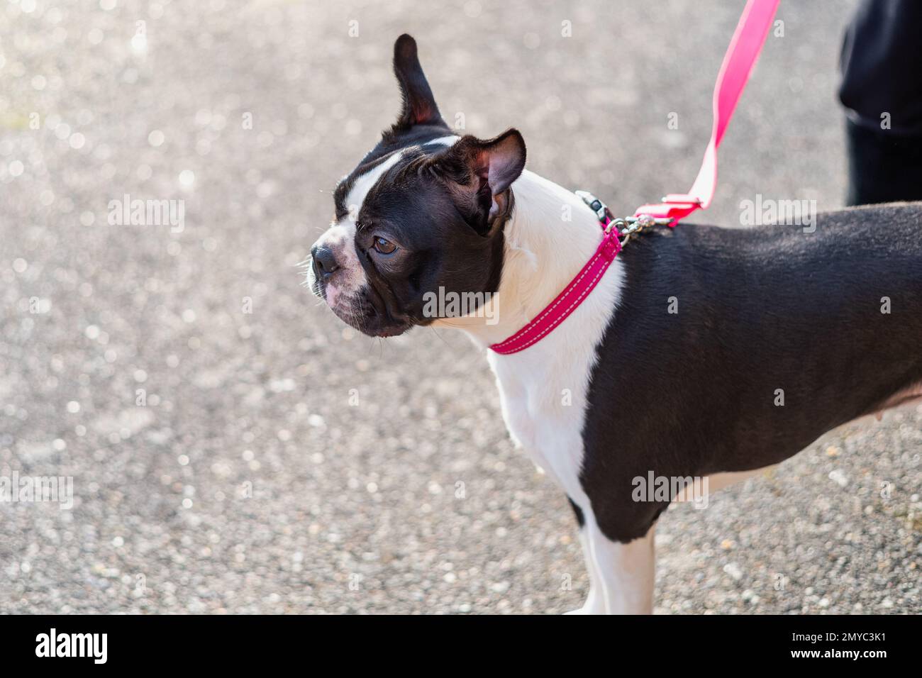 Boston Terrier dog standing in profile in the sunshine. She is wearing a pink collar and lead. Stock Photo