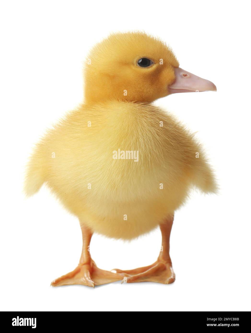 Cute fluffy gosling on white background. Farm animal Stock Photo