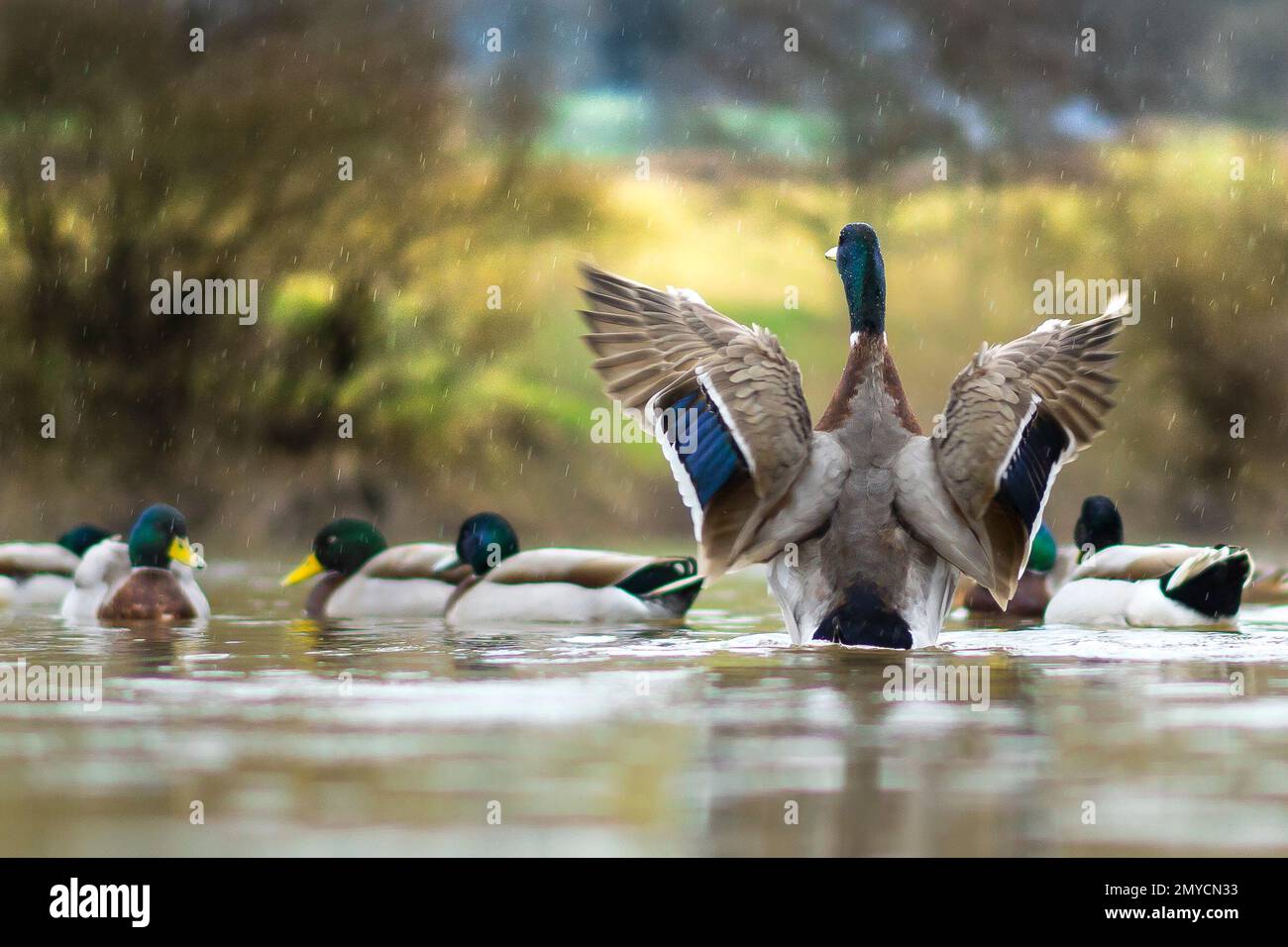 Kidderminster, UK. 4th February, 2023. UK weather: just a light drizzle of rain but not enough to upset the river wildlife. Mallard ducks flap about on the river not bothered in the slightest with the light rain showers. Credit: Lee Hudson/Alamy Live News Stock Photo
