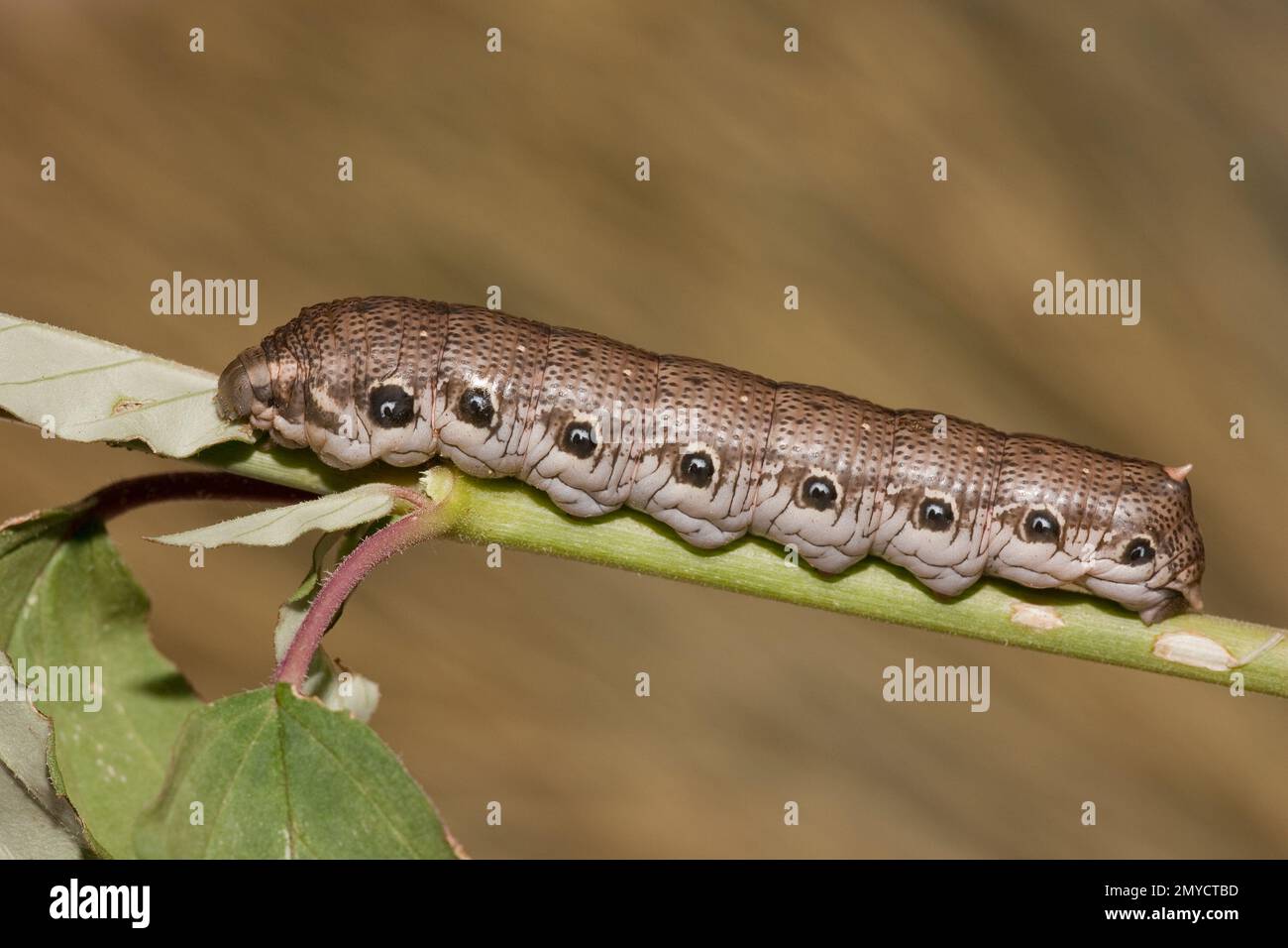 Terloo Sphinx Moth larva, Proserpinus terlooii, Sphingidae. Feeding on Boerhavia erecta. Length 70 mm. Larva images 11081371-11081391, on 8-28-11, 110 Stock Photo