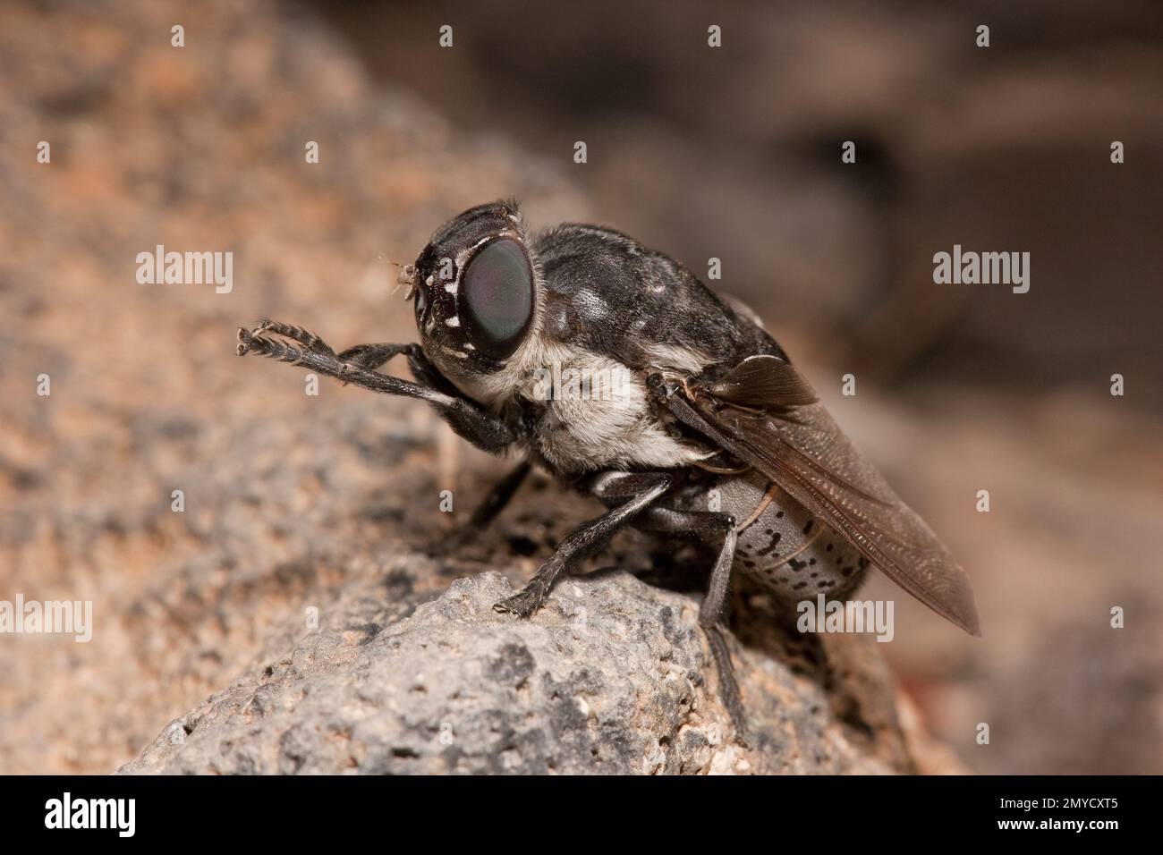 Oestridae hi-res stock photography and images - Alamy