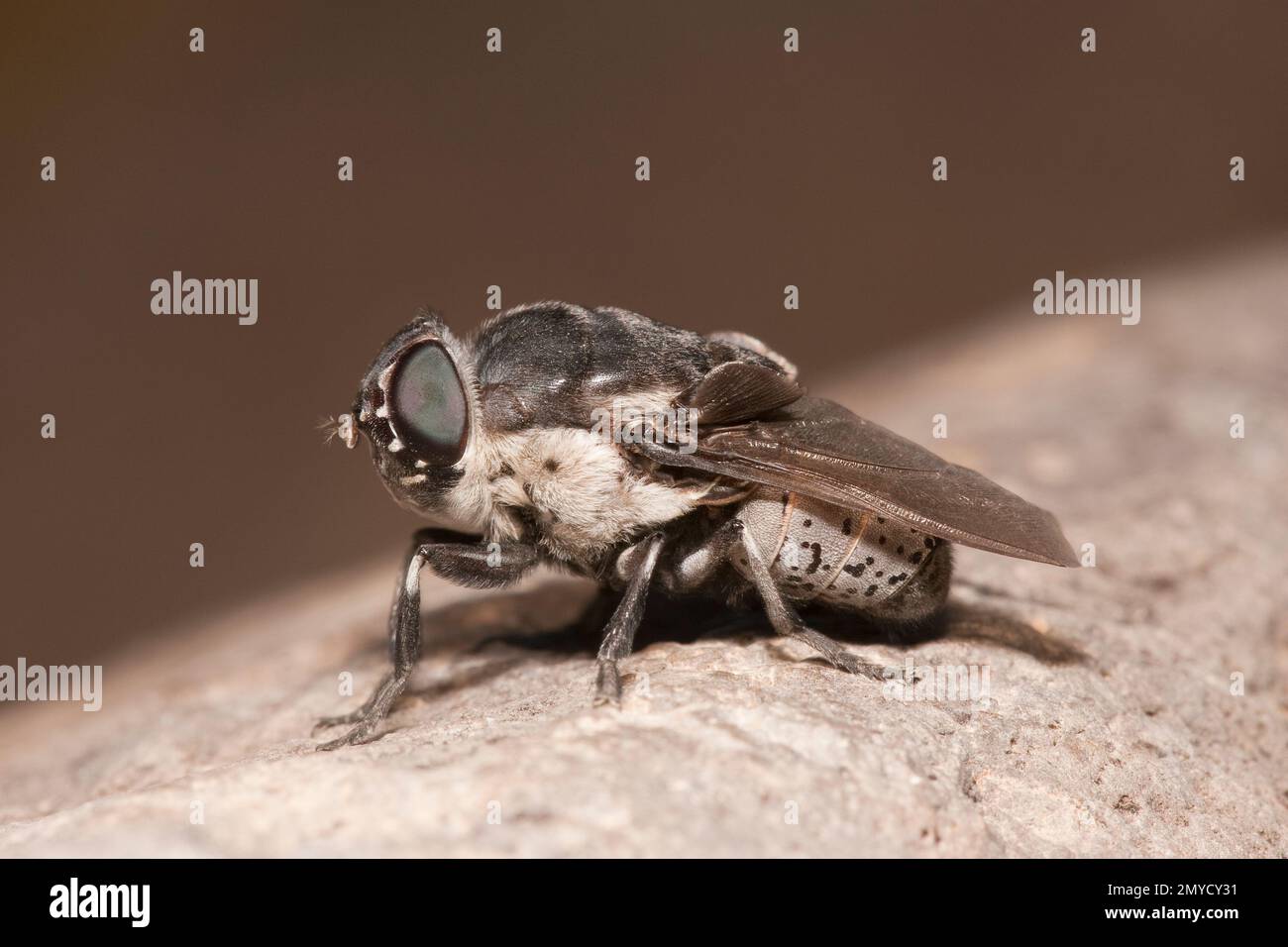 Bot Fly male, Cuterebra austeni, Cuterebridae. Hilltopping at lek Stock ...