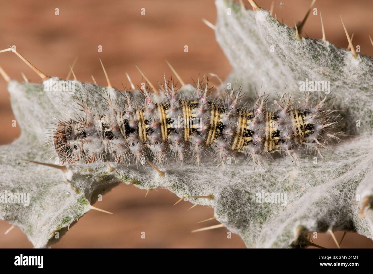 Painted Lady Butterfly larva, Vanessa cardui, Nymphalidae. Feeding on thistle, Cirsium sp. Length 30 mm. Stock Photo