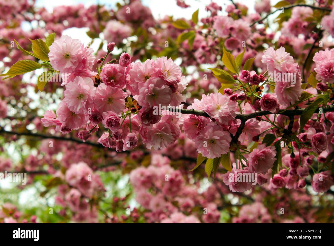 Sekiyama or Prunus 'Kanzan' is loaded with  double flowers Stock Photo