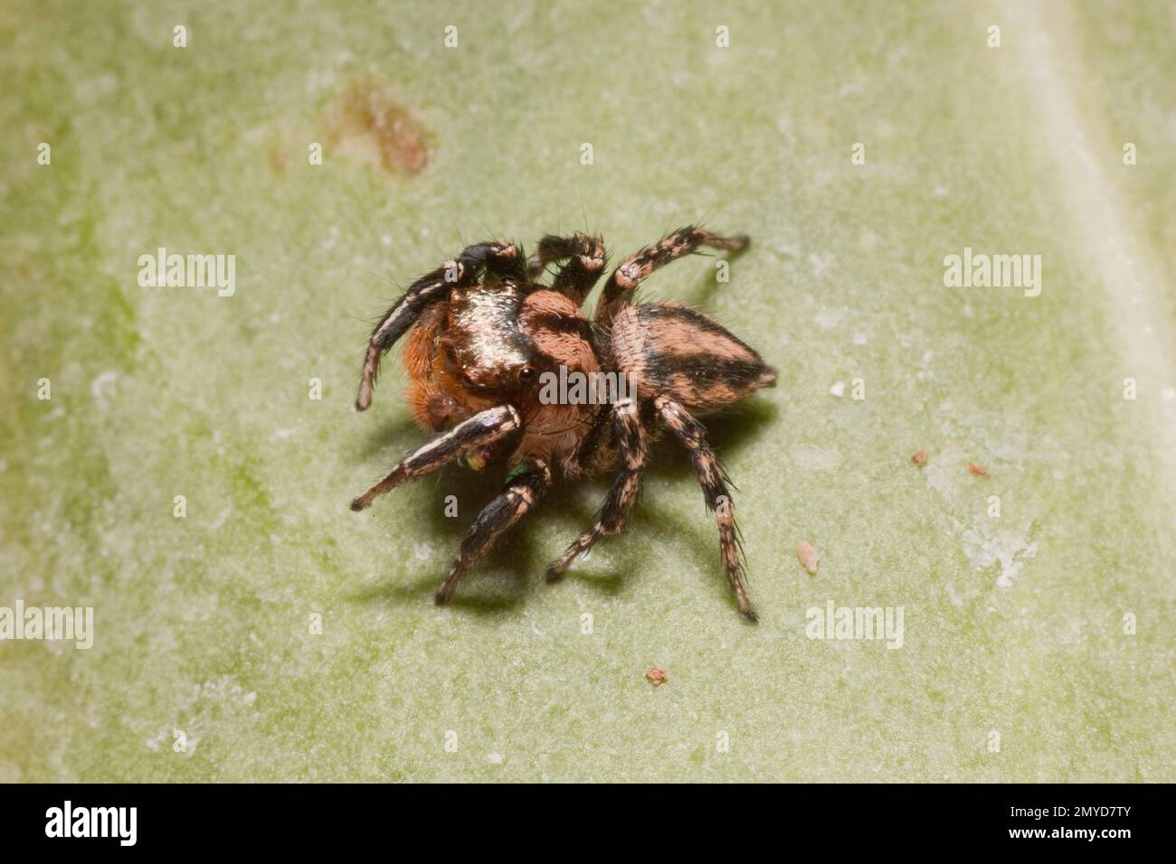 Jumping Spider male, Habronattus hallani, Salticidae. Length 5 mm. Stock Photo