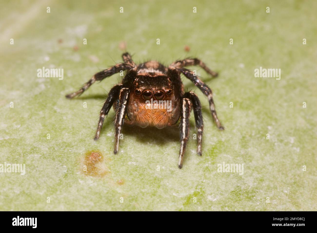 Jumping Spider male, Habronattus hallani, Salticidae. Length 5 mm. Stock Photo