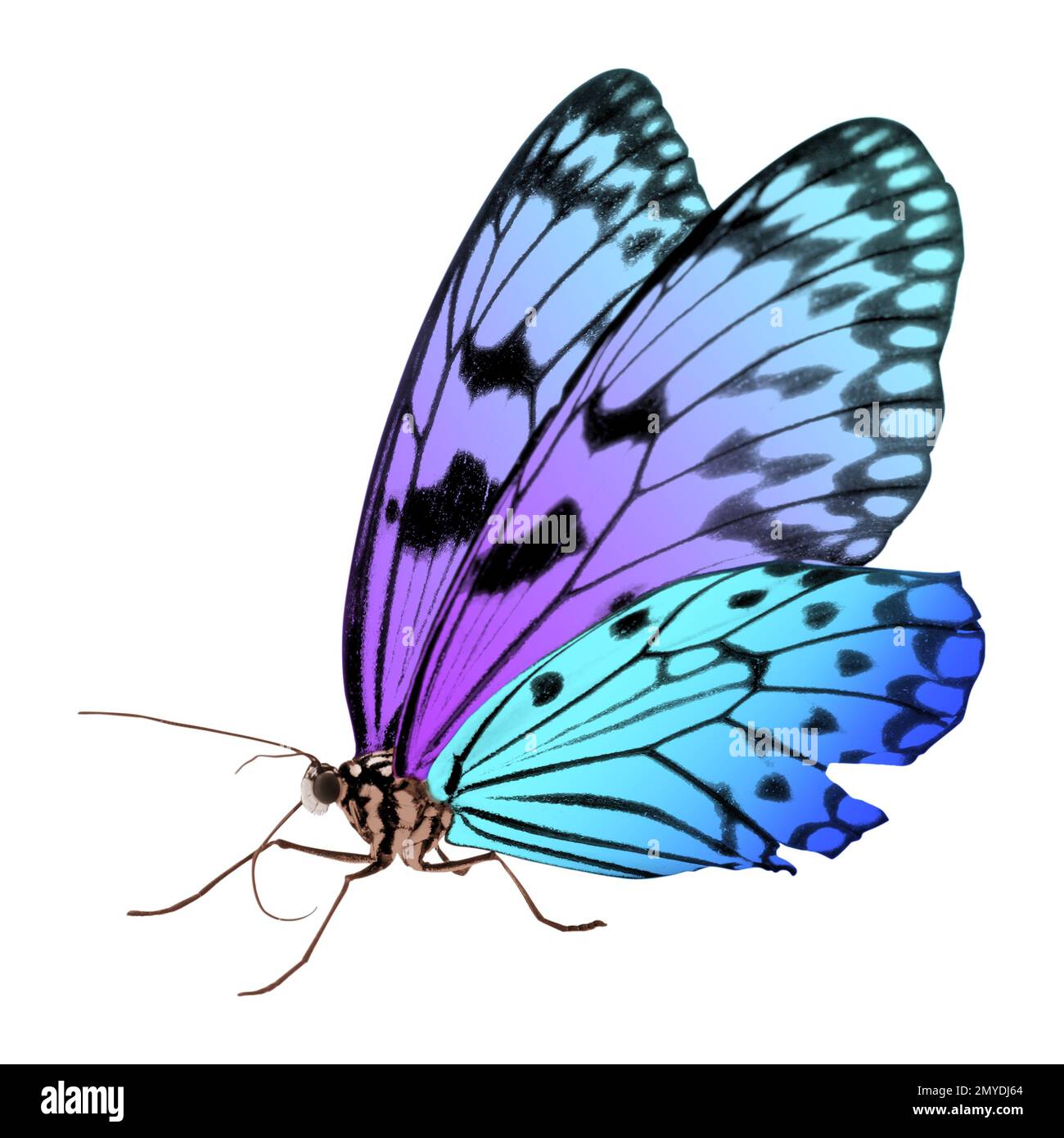 Amazing bright color butterfly isolated on white Stock Photo Alamy