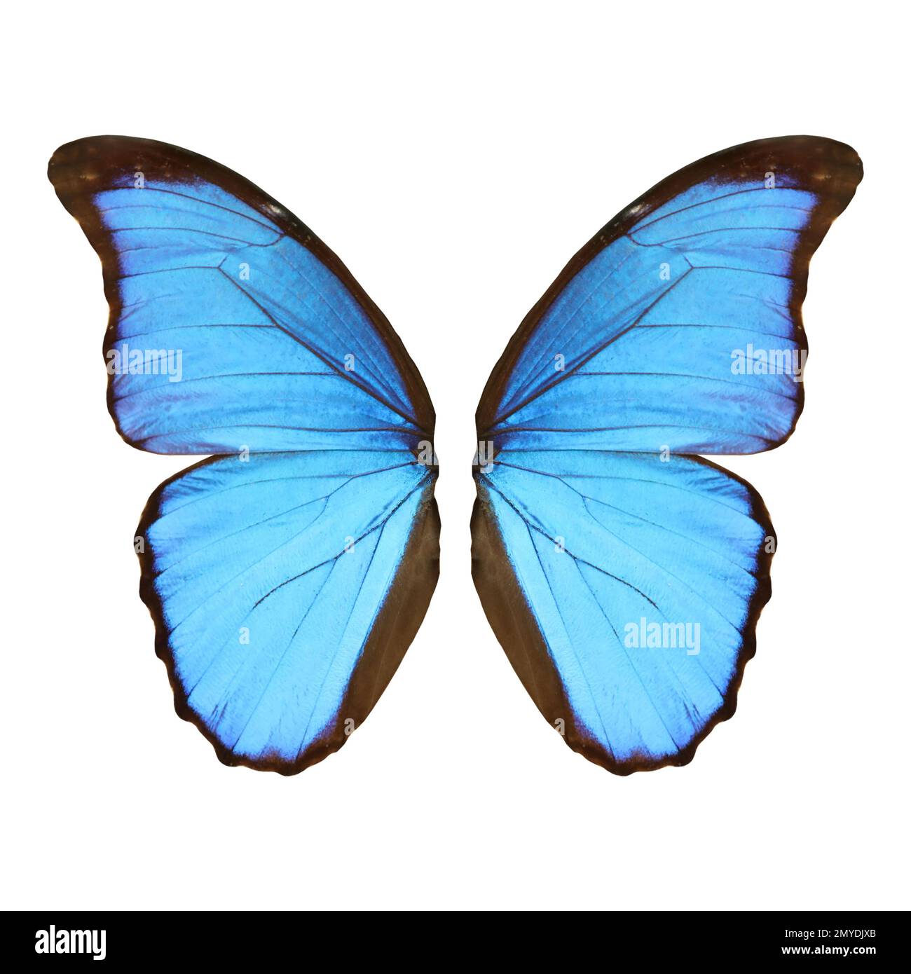 Beautiful morpho butterfly wings on white background Stock Photo - Alamy
