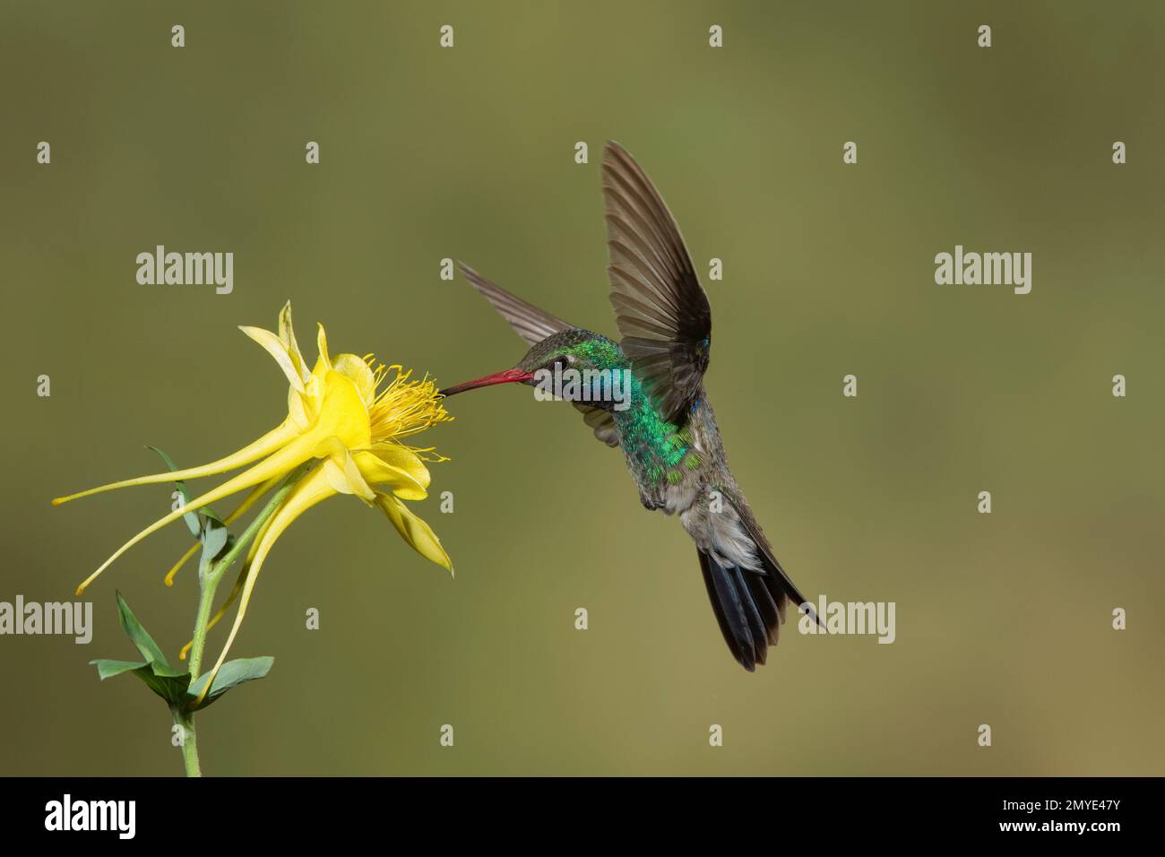 Broad-billed Hummingbird male, Cynanthus latirostris, feeding at yellow columbine, Aquilegia chrysantha. Stock Photo