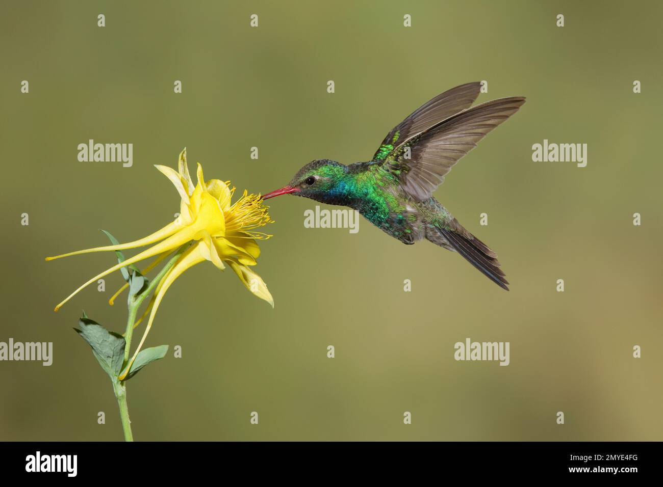 Broad-billed Hummingbird male, Cynanthus latirostris, feeding at yellow columbine, Aquilegia chrysantha. Stock Photo