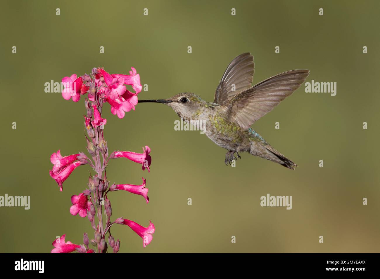 Anna's Hummingbird female, Calypte anna, feeding at Penstemon parryi flowers. Stock Photo