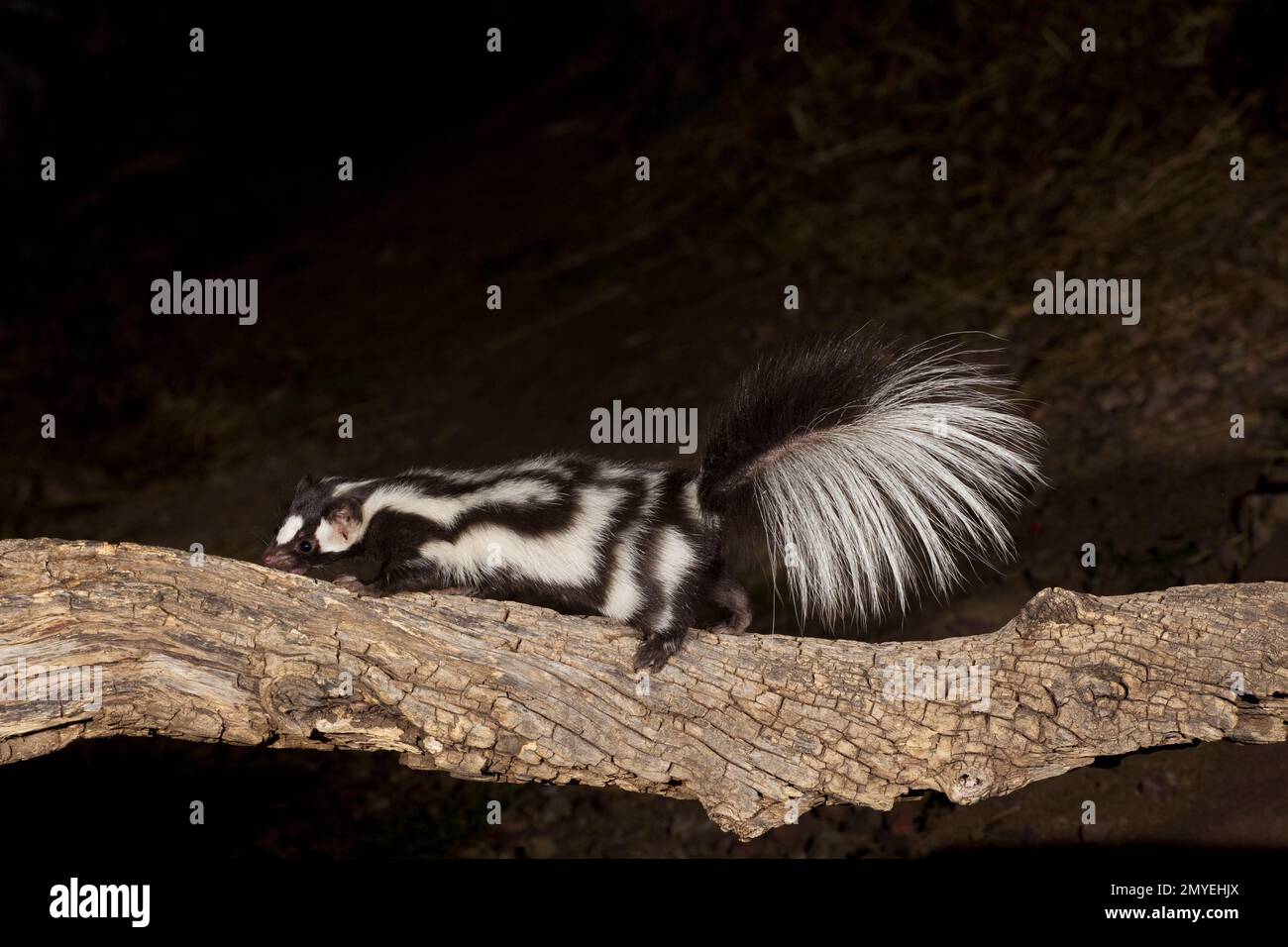 Western Spotted Skunk, Spilogale gracilis, on log. Stock Photo
