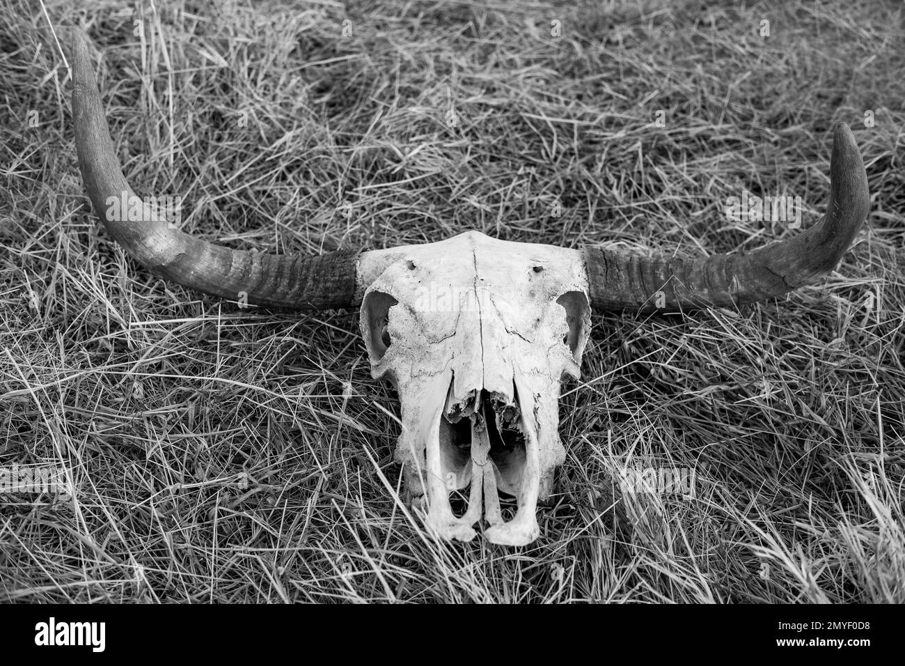 A grayscale of a longhorn skull of an Asian water buffalo lying  on the grass Stock Photo