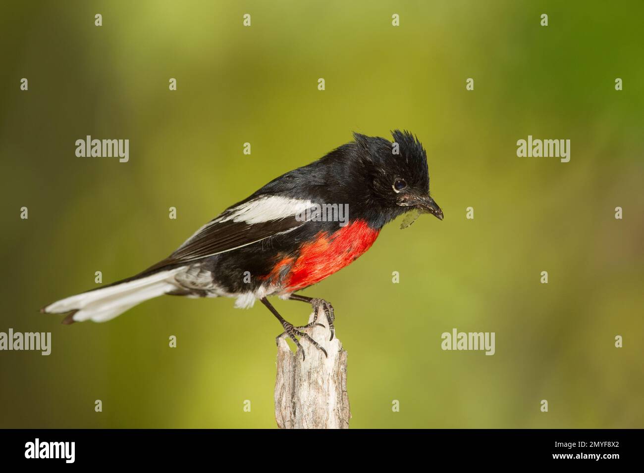 Painted Redstart, Myioborus pictus, with food, perched on snag. Stock Photo