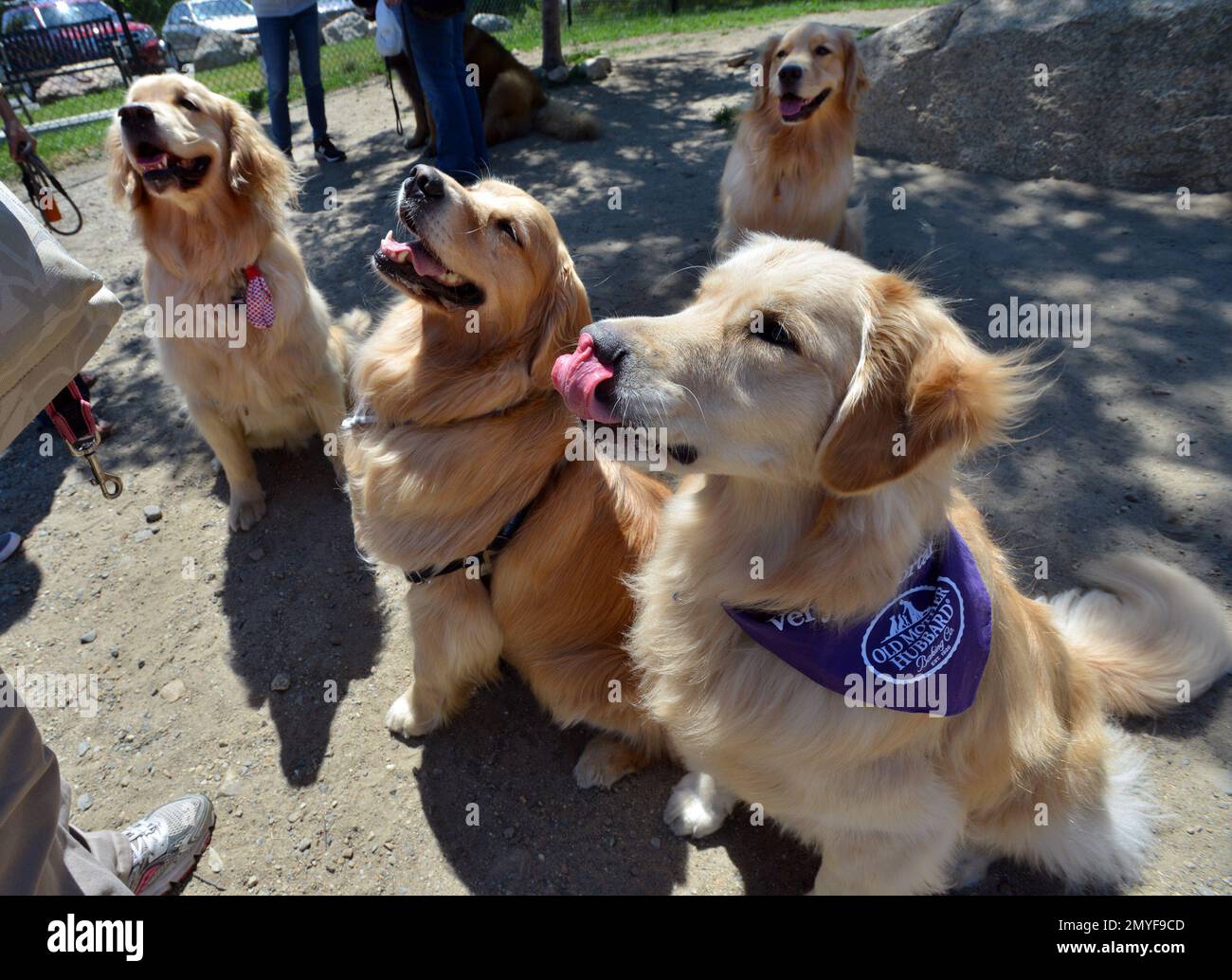 IMAGE DISTRIBUTED FOR OLD MOTHER HUBBARD - A group of golden retrievers sit  awaiting for a biscuit during the 90th Birthday Celebration of Old Mother  Hubbard on Saturday, June 18, 2016, in