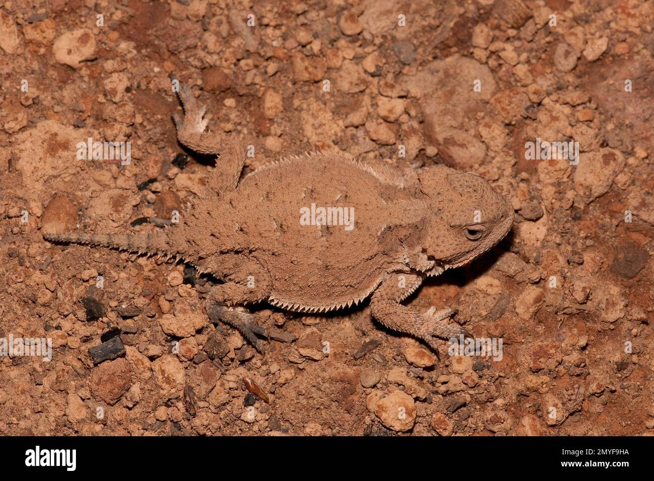 Greater Short-horned Lizard, Phrynosoma hernandesi. Length 64 mm Stock ...