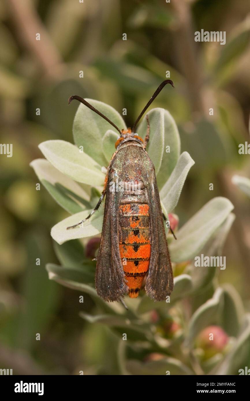 Clearwing Moth, Melittia calabaza, Sesiidae. Stock Photo