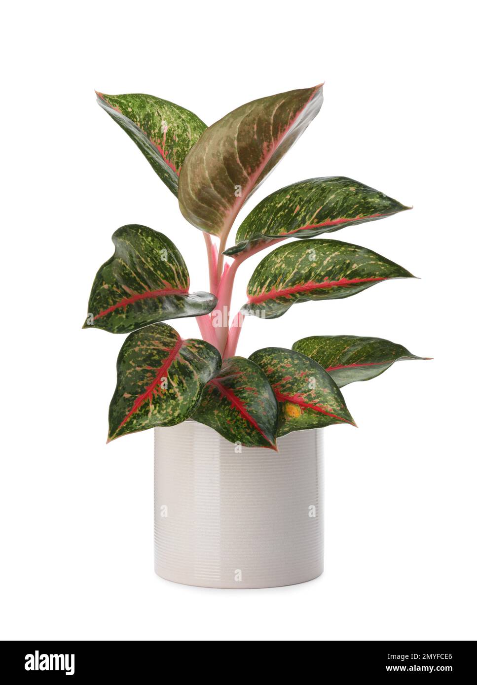 Beautiful Aglaonema plant in flowerpot isolated on white. House decor Stock Photo