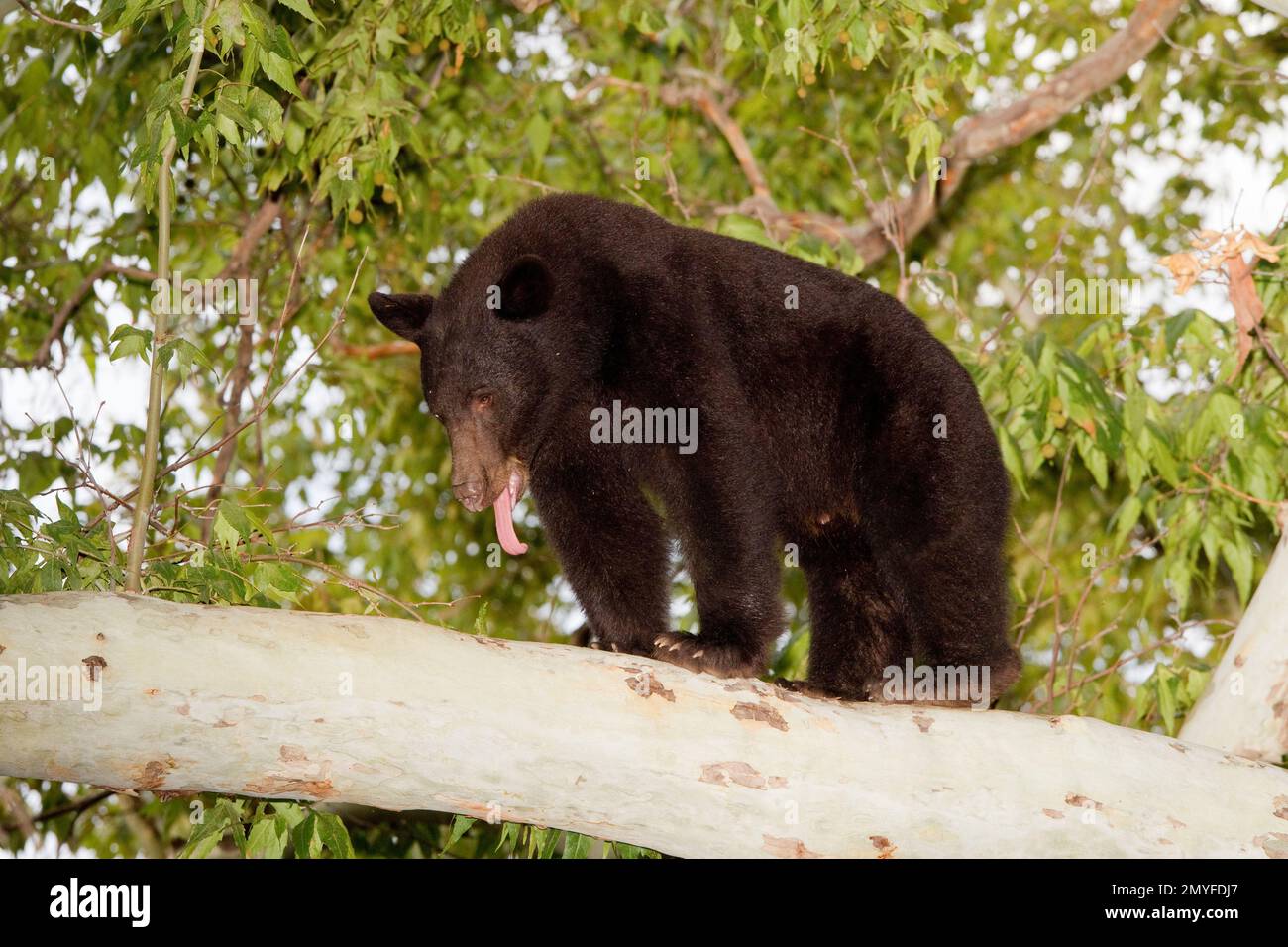 American Black Bear male, Ursus americanus, in sycamore tree. Stock Photo