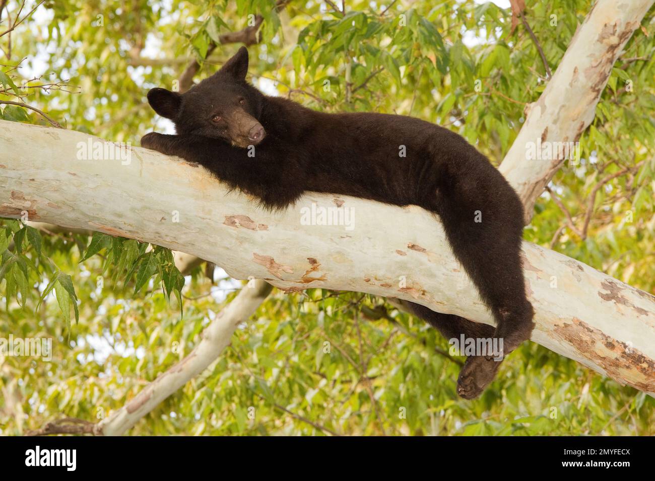 American Black Bear male, Ursus americanus, in sycamore tree. Stock Photo