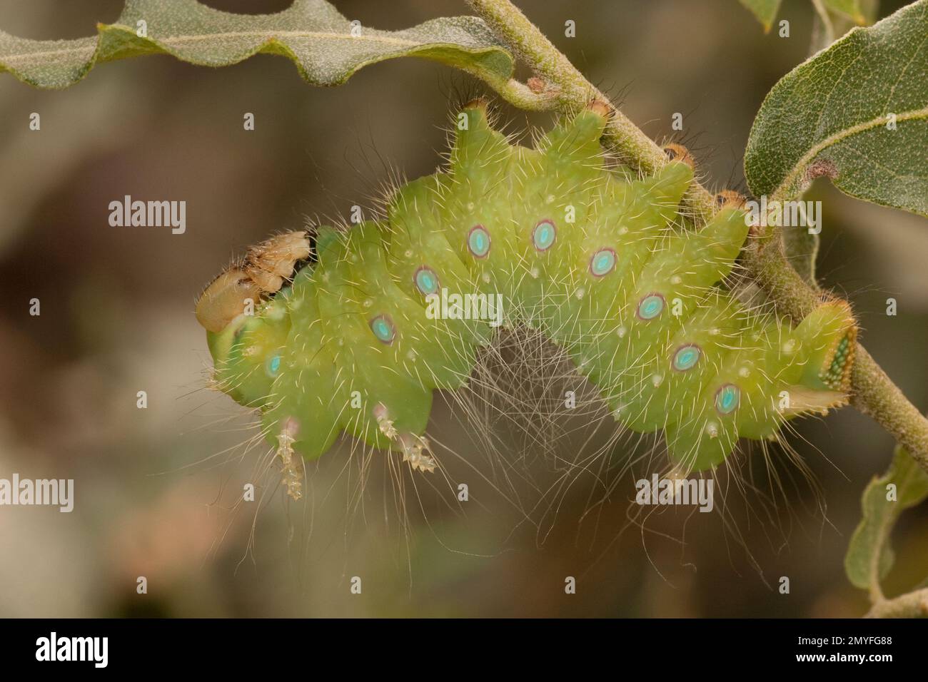 Saturniidae moth caterpillar hi-res stock photography and images - Alamy