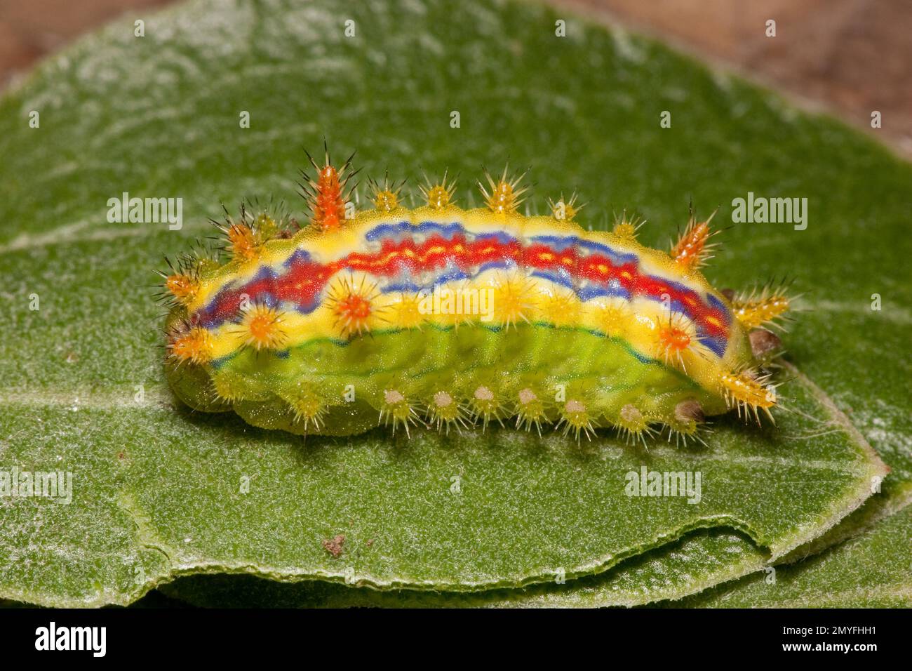 Slug Moth larva Day 43, Euclea obliqua, Limacodidae. Length 17 mm. Feeding on Pointleaf Manzanita, Arctostaphylos pungens. Eggs laid by 12080717-12080 Stock Photo