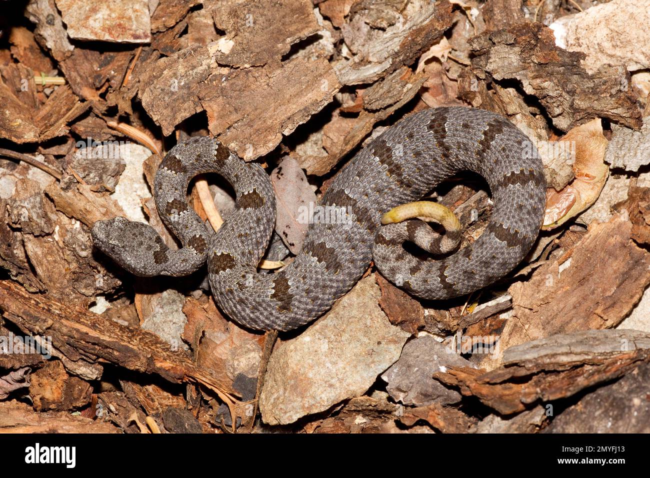 Rock Rattlesnake, Crotalus lepidus Stock Photo - Alamy