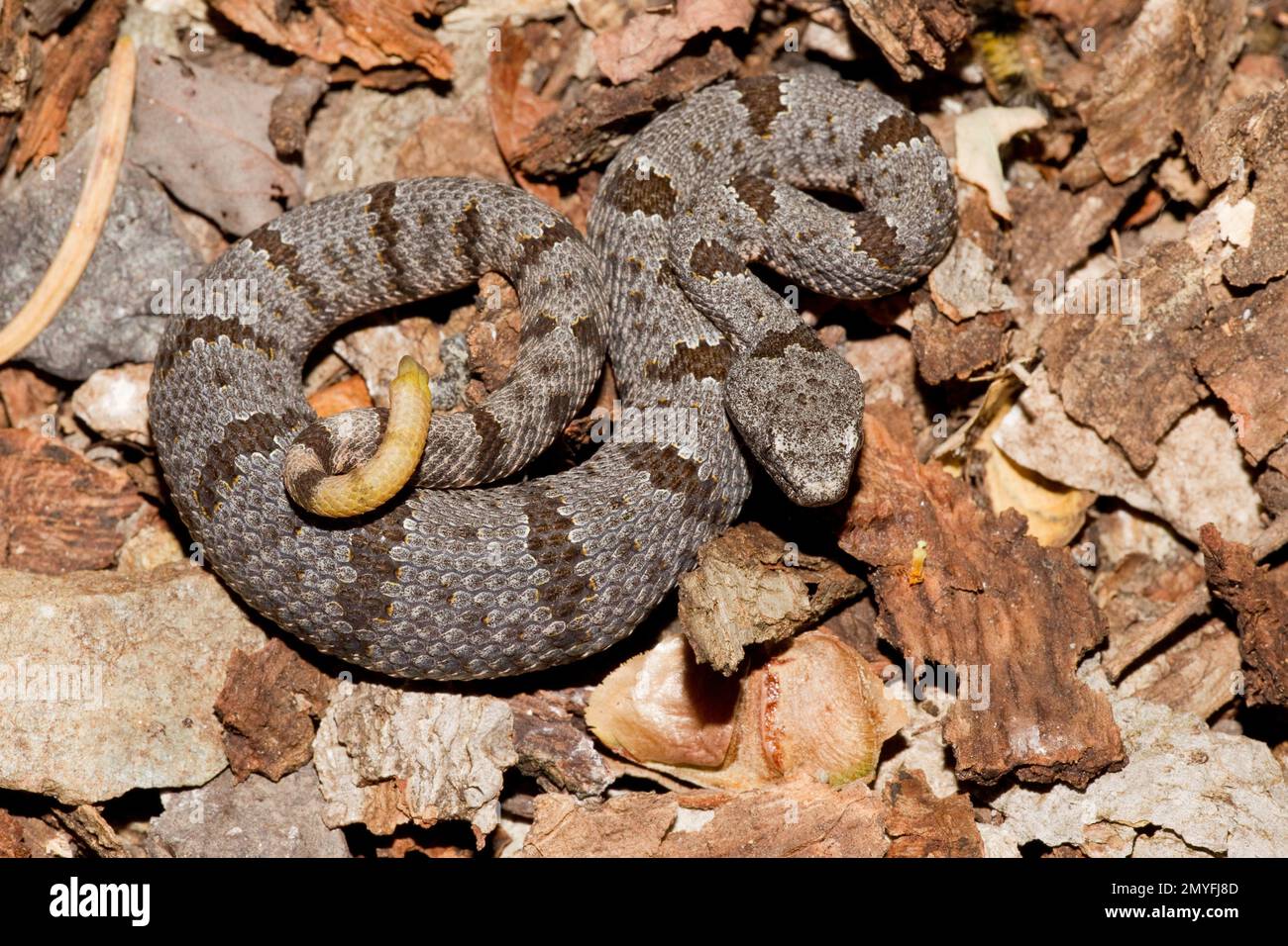 Patternless Rock Rattlesnake Rock Rattlesnake, Crotalus lepidus Stock Photo - Alamy
