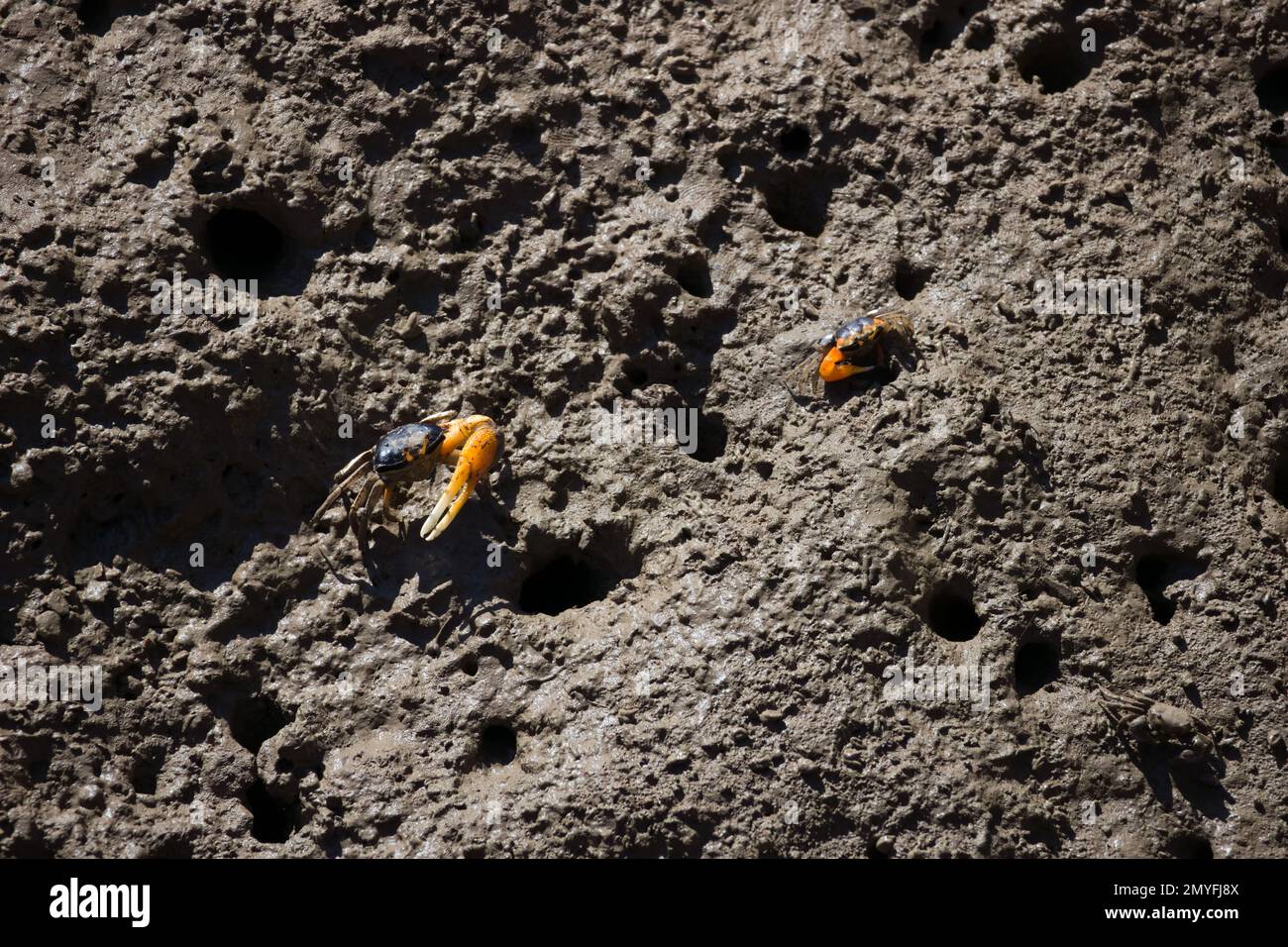 A closeup of cute Pair of male Fiddler Crabs on a rock Stock Photo