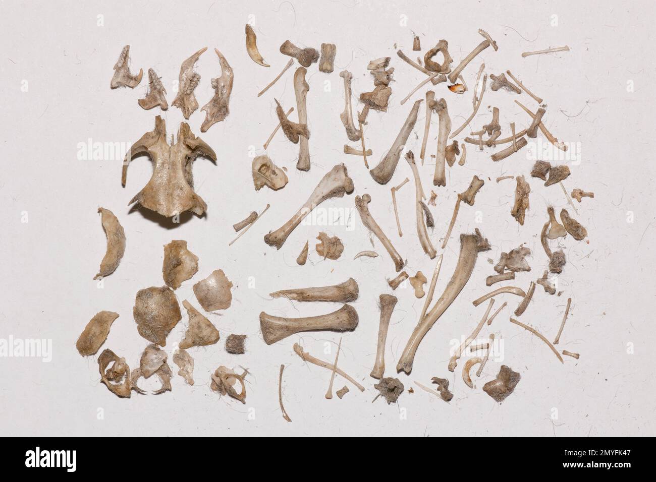 Vole skeleton