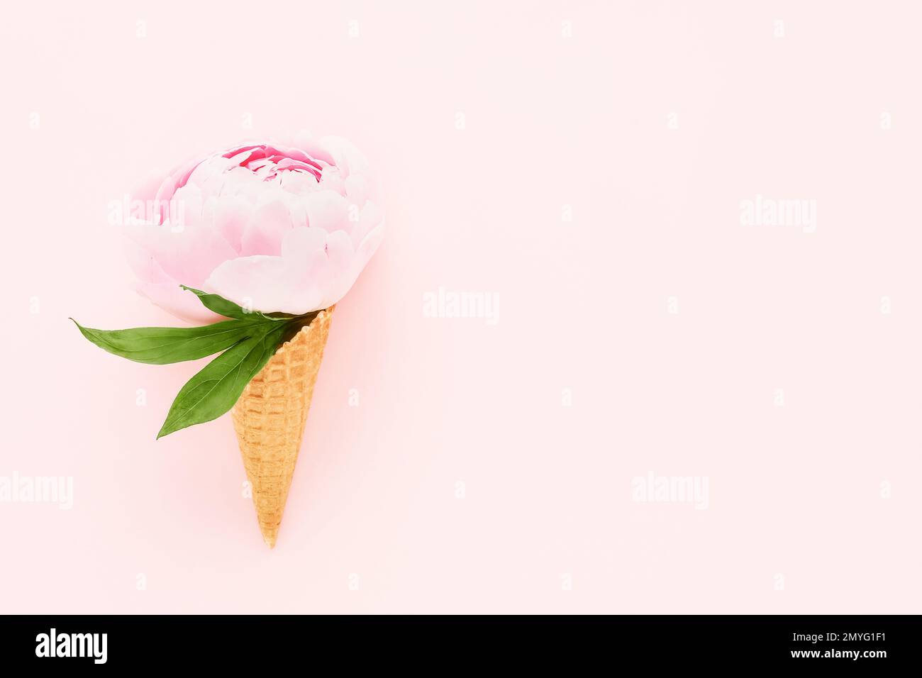 Pink peony in waffle ice cream cone on a pink background. Mothers Day, Valentines Day, bachelorette, summer concept. Top view, copy space for text Stock Photo