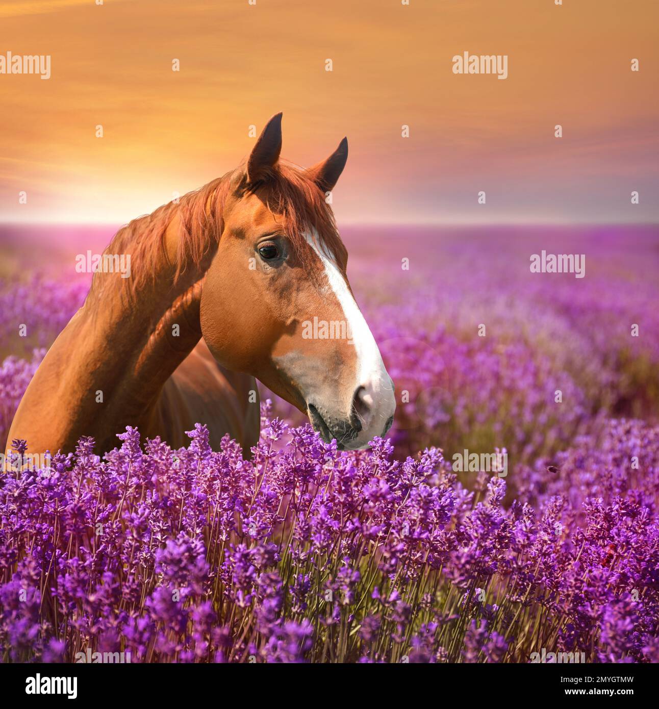 Beautiful chestnut horse in lavender field at sunset Stock Photo Alamy