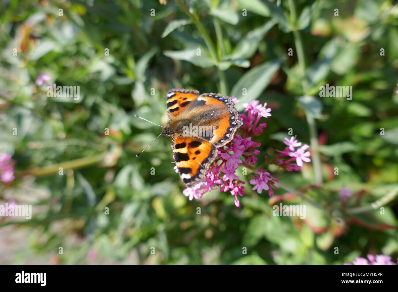 Small pink flowers getting pollinated by orange butterfly Stock Photo