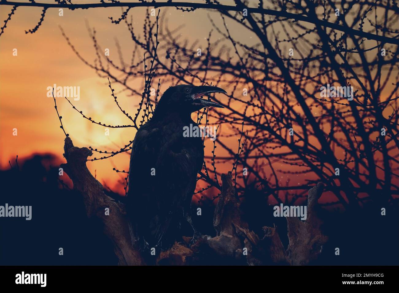 Creepy black crow croaking in scary forest on full moon night Stock