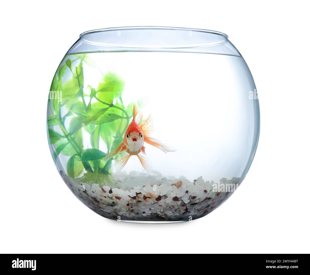 Beautiful bright small goldfish in round glass aquarium isolated on ...