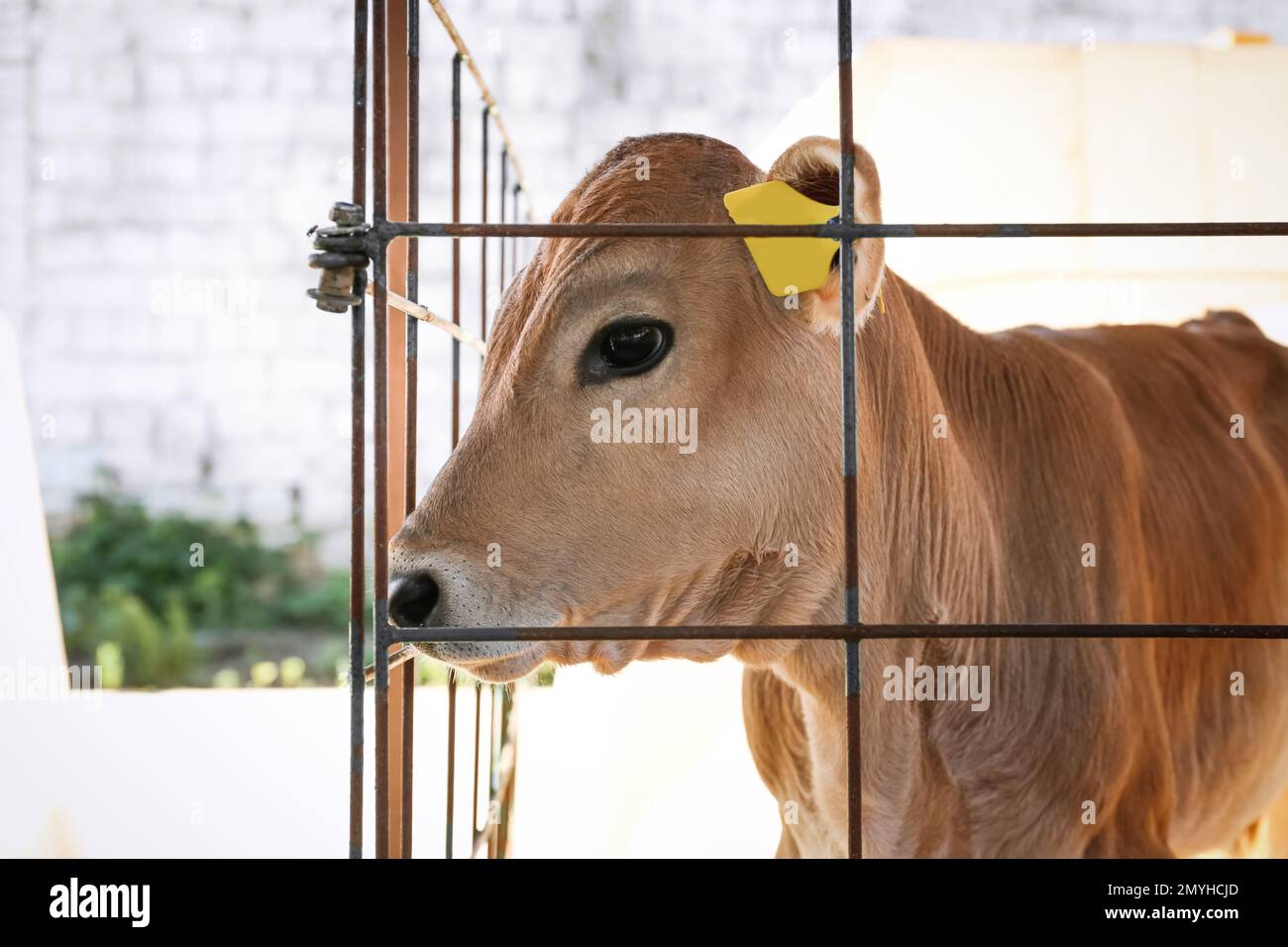 Little cute cow calf hi-res stock photography and images - Page 13 - Alamy