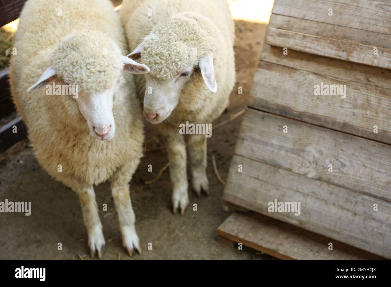 Sheep Samples Lamb wool sample hi-res stock photography and images - Alamy
