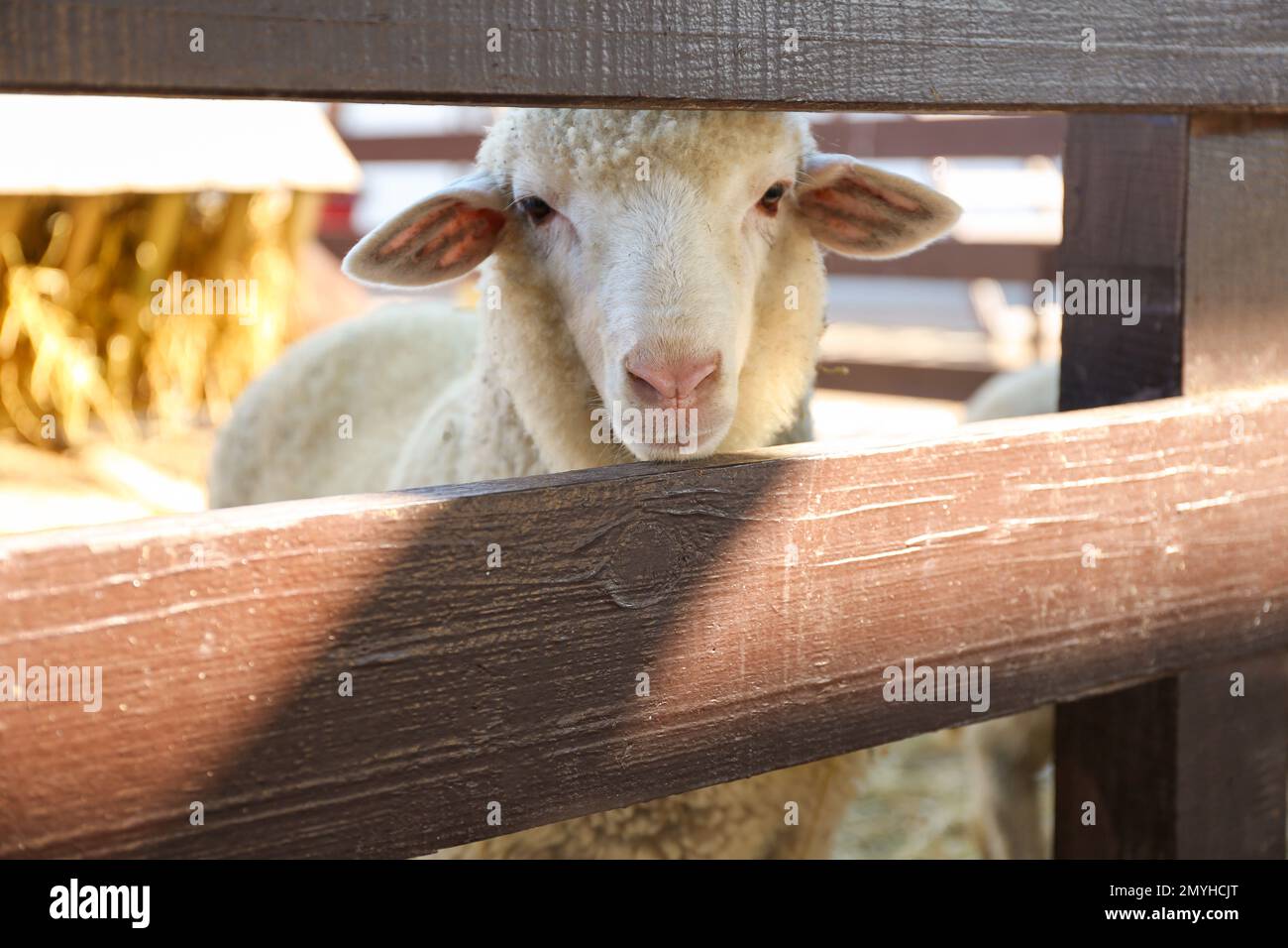 Sheep Samples Lamb wool sample hi-res stock photography and images - Alamy