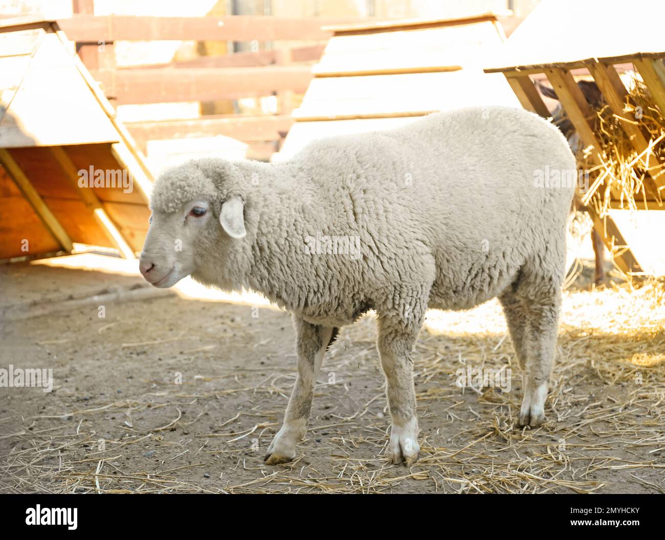 Sheep Samples Lamb wool sample hi-res stock photography and images - Alamy